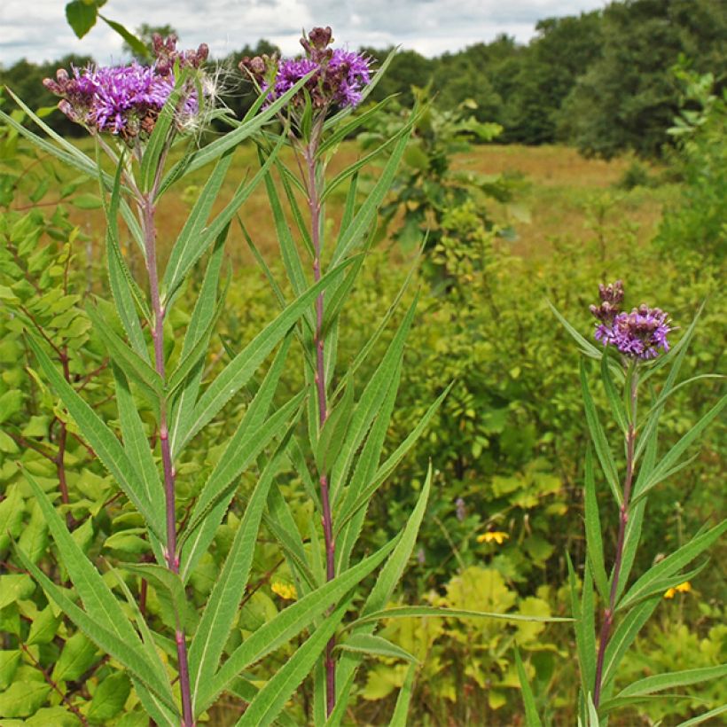 Vernonia fasciculata - Ironweed (Plant habit)