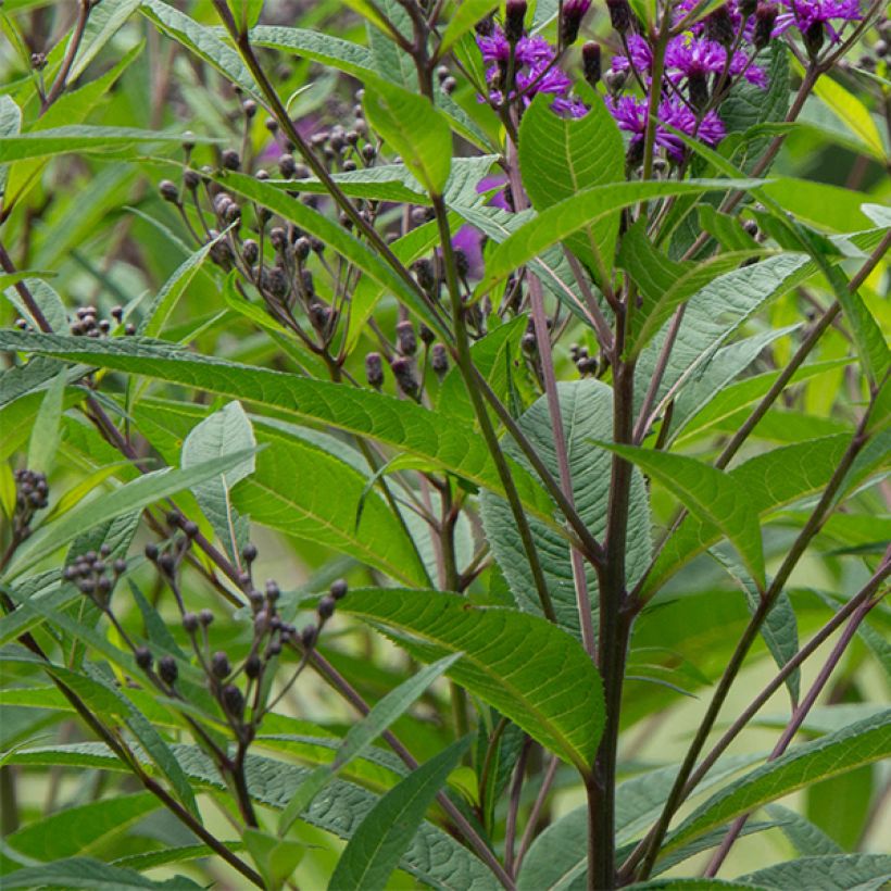 Vernonia noveboracensis - Ironweed (Foliage)