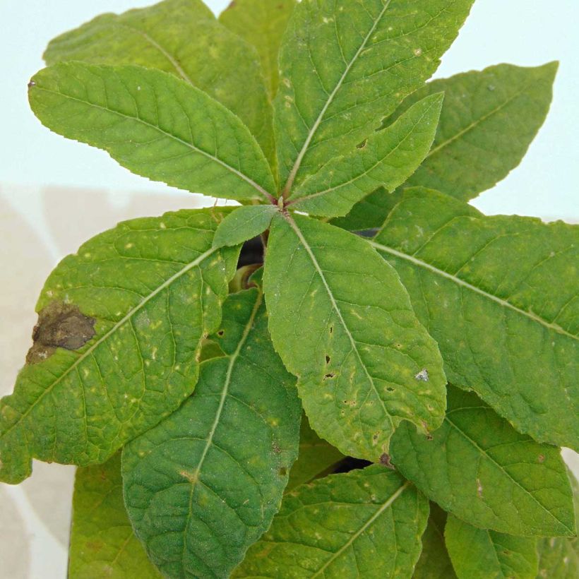 Vernonia noveboracensis - Ironweed (Foliage)