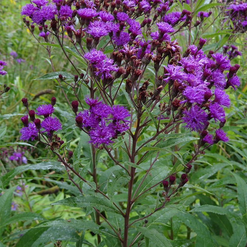 Vernonia noveboracensis - Ironweed (Plant habit)