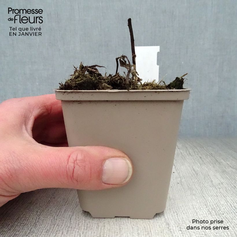 Vernonia noveboracensis Godet de 8 cm sample as delivered in winter