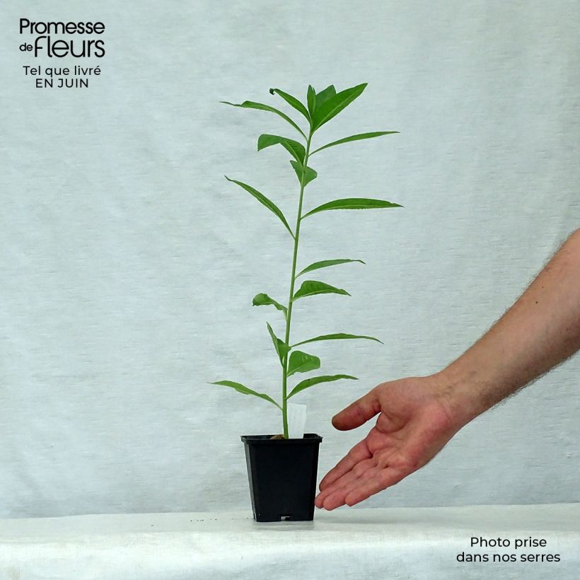 Vernonia noveboracensis White Lightning - Ironweed 8/9 cm pot sample as delivered in summer