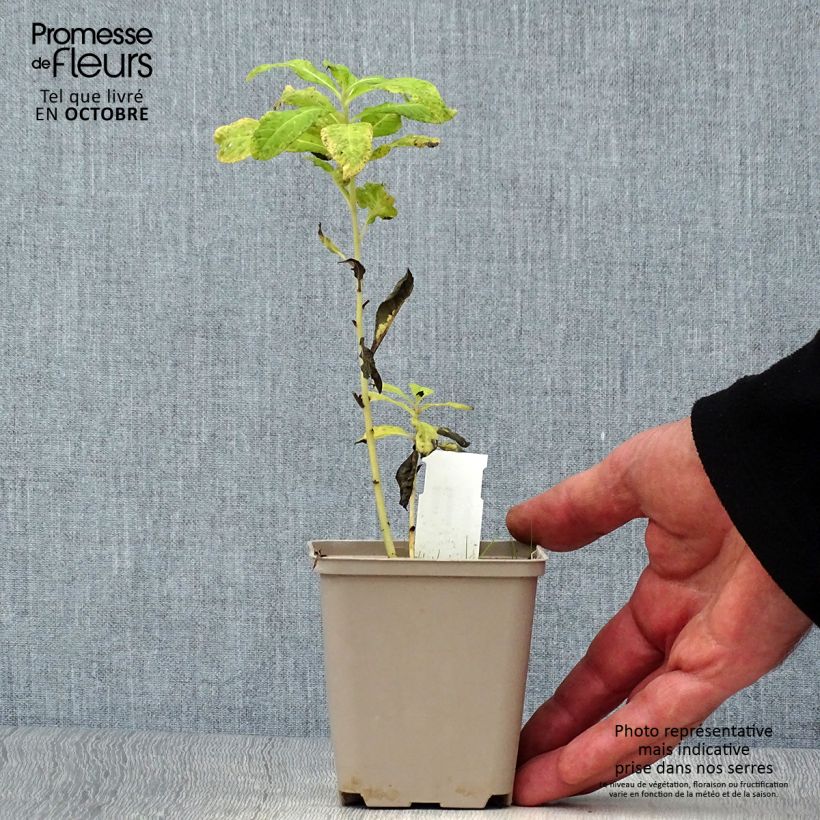 Vernonia noveboracensis White Lightning - godet de 9cm sample as delivered in autumn