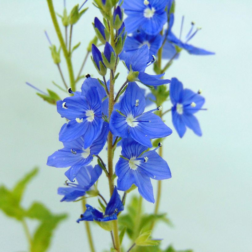 Veronica austriaca Royal Blue (Flowering)
