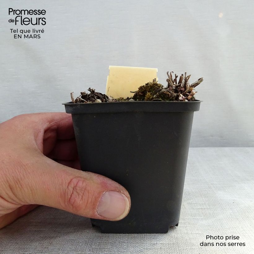 Veronica gentianoides Barbara Sherwood 8/9 cm pot sample as delivered in winter