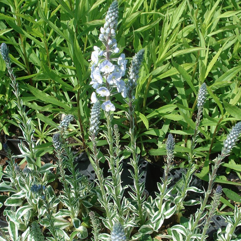 Veronica gentianoides Variegata (Plant habit)