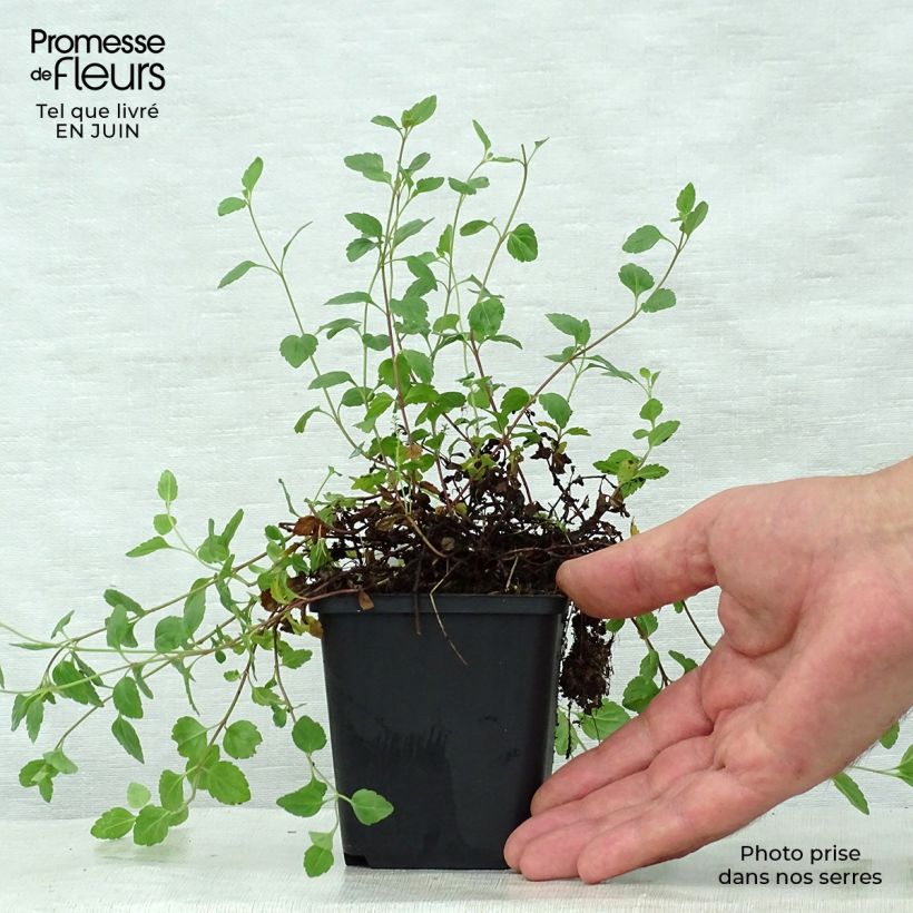 Veronica petraea Madame Mercier 8/9 cm pot sample as delivered in summer