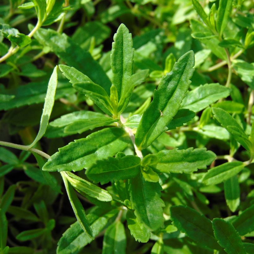 Veronica prostrata Alba (Foliage)