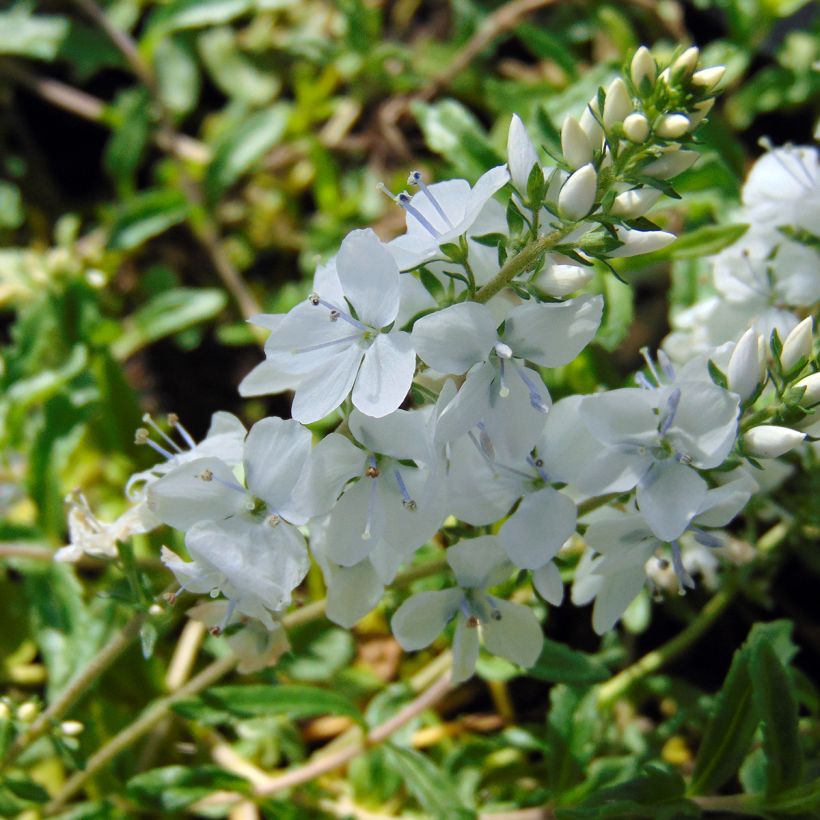Veronica prostrata Alba (Flowering)