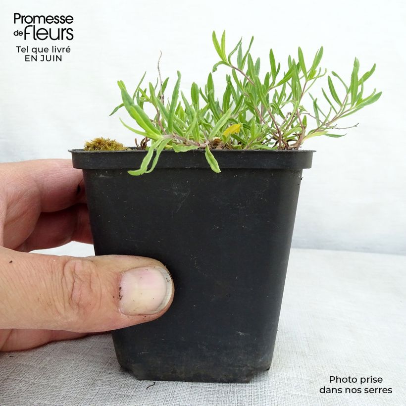 Veronica prostrata Mrs Holt 8/9 cm pot sample as delivered in summer