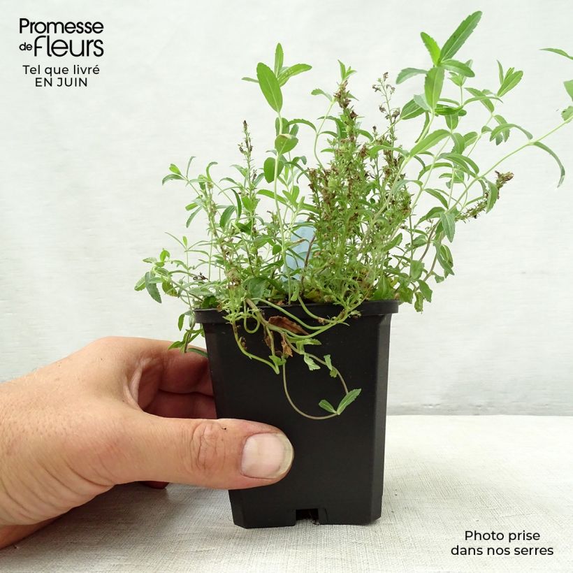 Veronica prostrata - Véronique couchée Godet de 9cm sample as delivered in summer