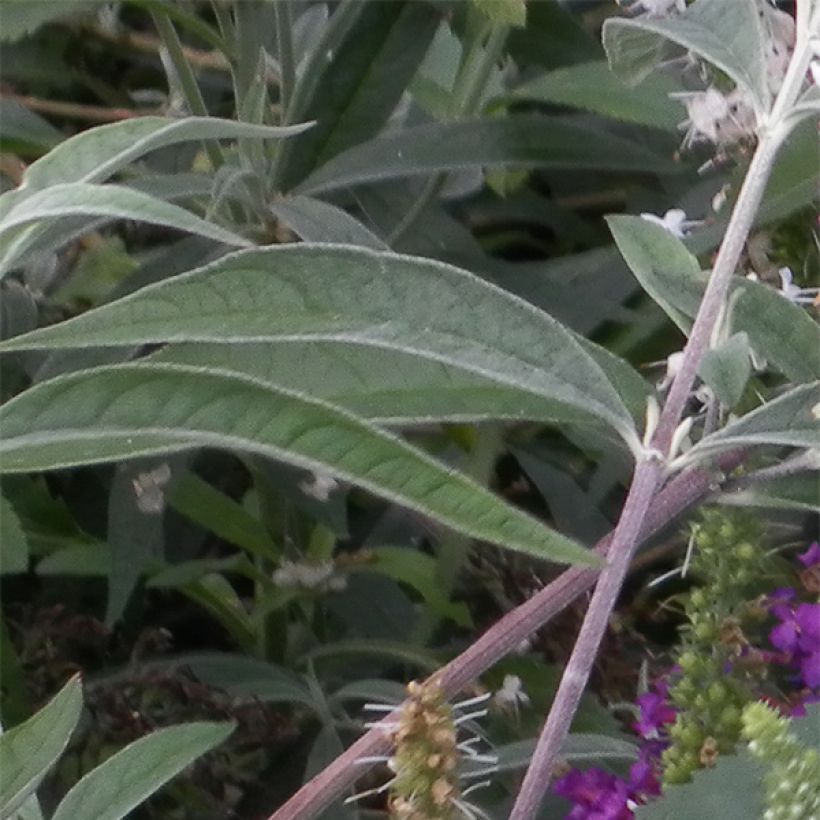 Veronica spicata Alba (Foliage)