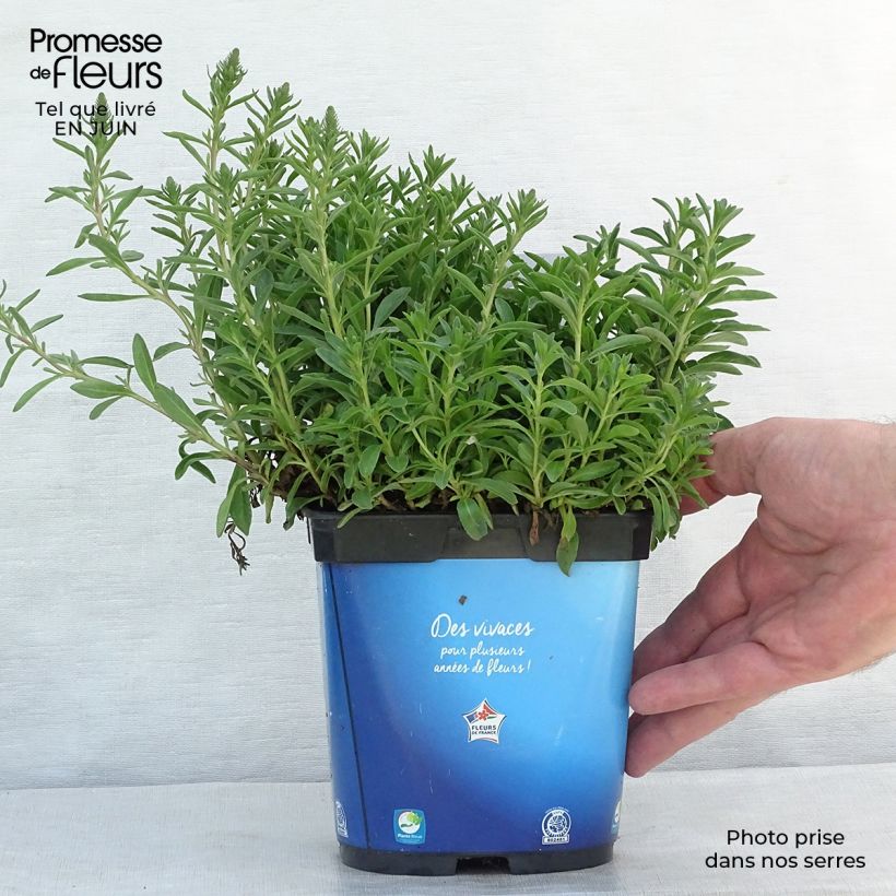 Veronica spicata Nana Blue 2L/3L pot sample as delivered in summer