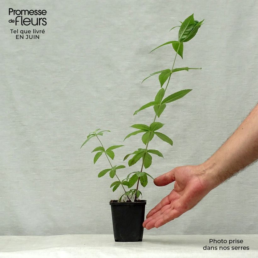 Veronicastrum virginicum Adoration 8/9 cm pot sample as delivered in summer