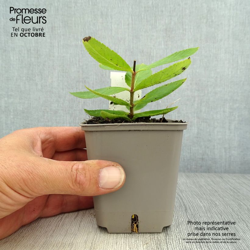 Veronicastrum virginicum Challenger 8/9 cm pot sample as delivered in autumn