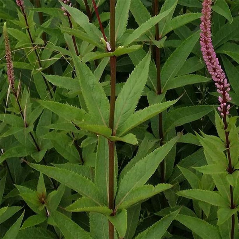 Veronicastrum virginicum Erica (Foliage)
