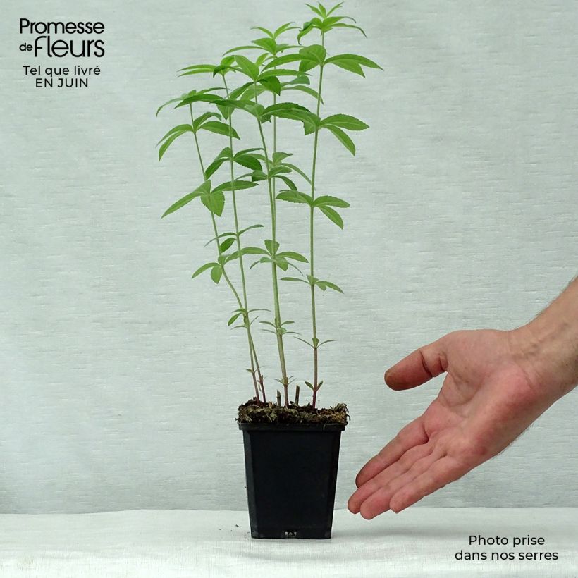 Veronicastrum virginicum Temptation 8/9 cm pot sample as delivered in summer
