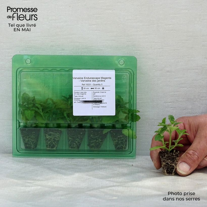 Verbena hybrida Endurascape Magenta Plug plant 3/4cm sample as delivered in spring