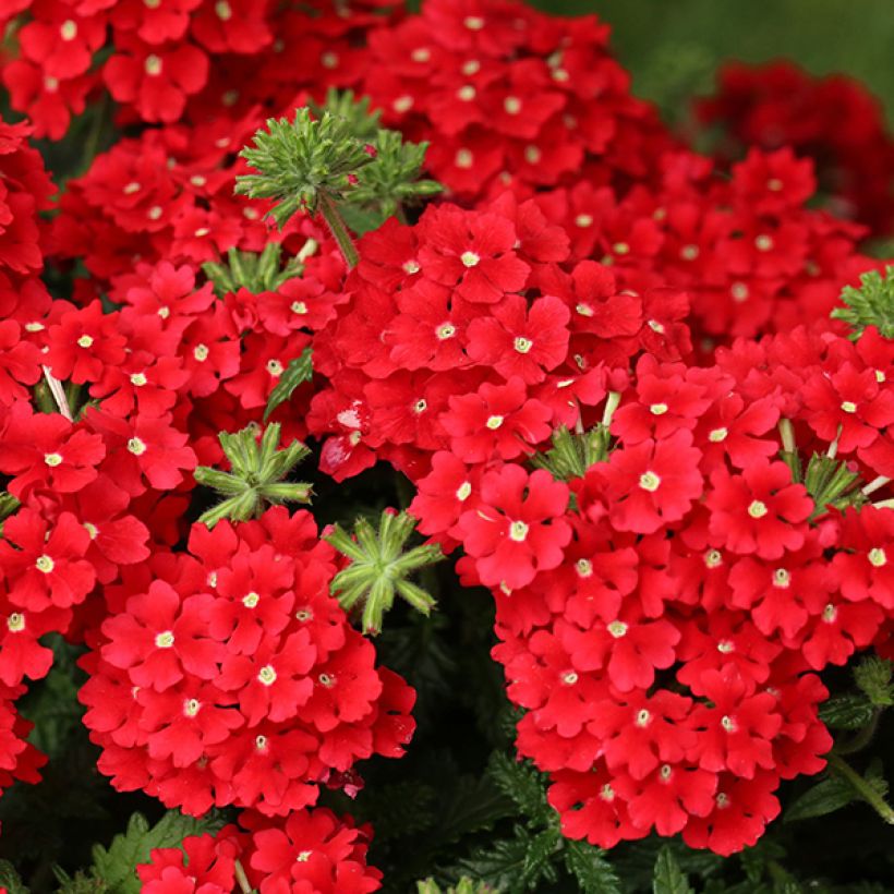 Verbena Superbena Royale Red (Flowering)