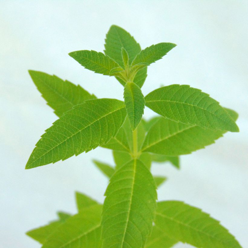 Aloysia triphylla (Foliage)