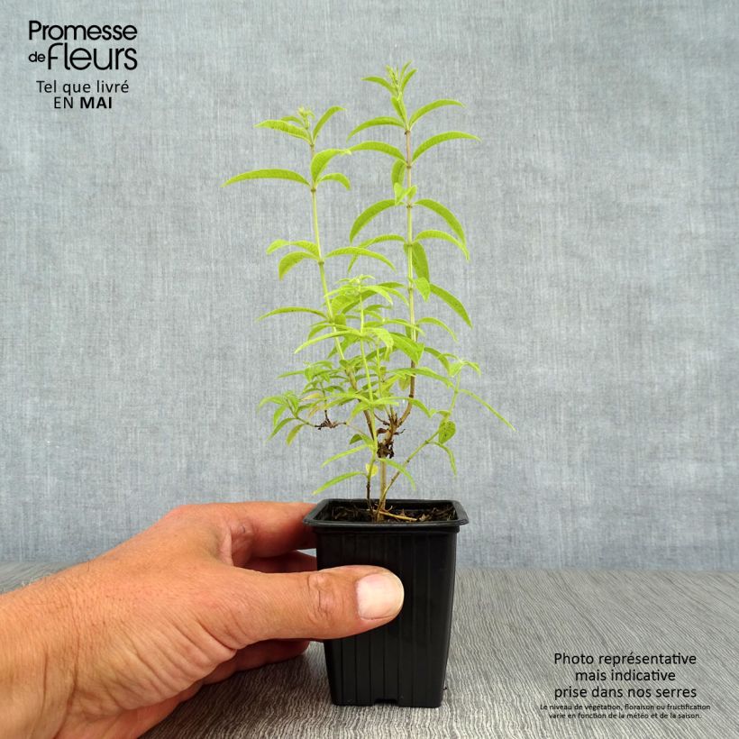 Aloysia triphylla 7/8 cm pot sample as delivered in spring