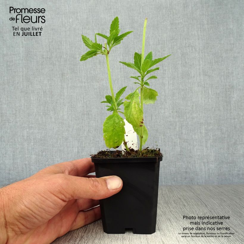 Verbena hastata White Spires 8/9 cm pot sample as delivered in summer