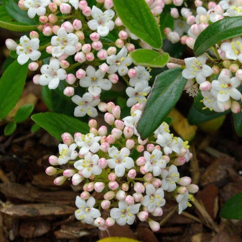 Viburnum burkwoodii Conoy (Flowering)