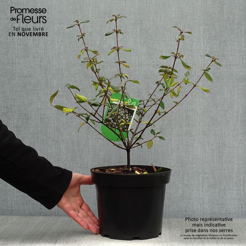 Viburnum burkwoodii Conoy 4L/5L pot sample as delivered in autumn
