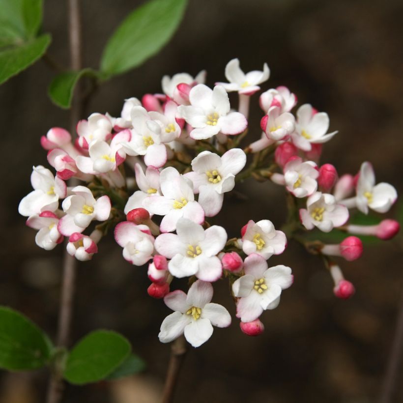 Viburnum burkwoodii Mohawk (Flowering)