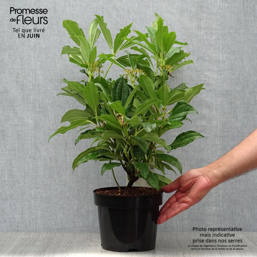 Viburnum davidii - David viburnum 3L/4L pot sample as delivered in summer