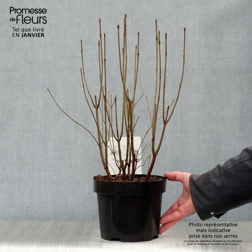 Viburnum dentatum Blue Muffin - Viorne dentée en pot de 3/4L sample as delivered in winter