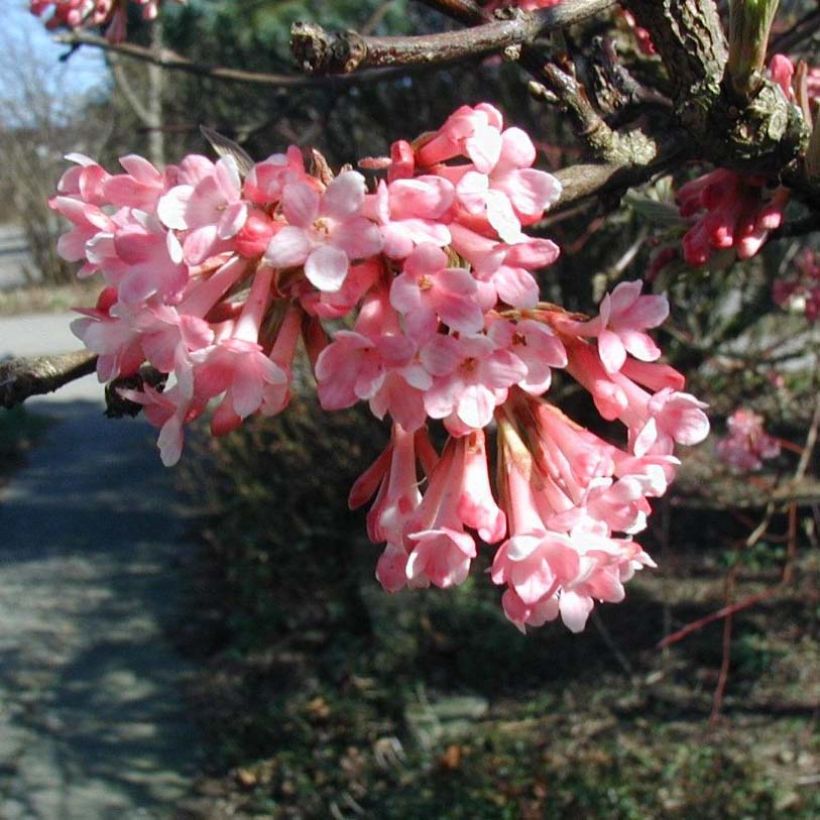 Viburnum farreri (Flowering)
