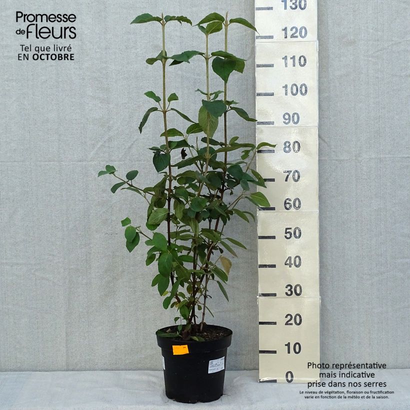 Viorne lantane -  Viburnum lantana en pot de 7,5L sample as delivered in autumn