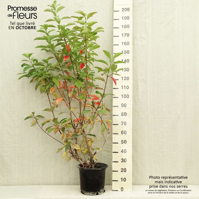 Viburnum lucidum 2L/3L pot sample as delivered in autumn
