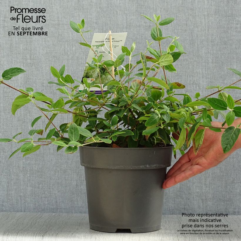 Viburnum macrocephalum Happy Fortuna 3L/4L pot sample as delivered in autumn