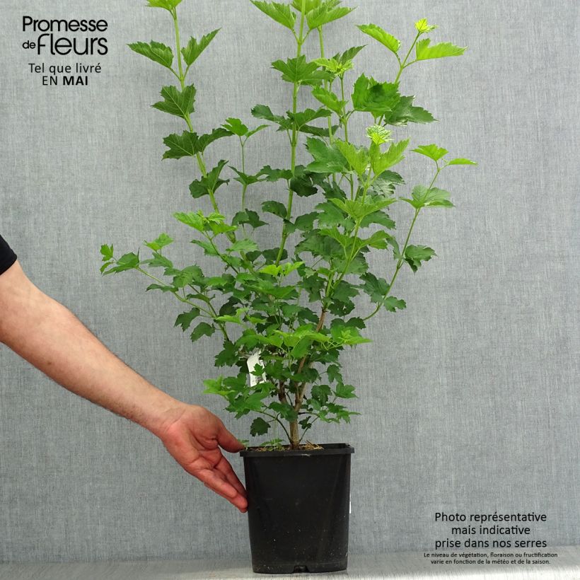 Viburnum opulus Xanthocarpum - Viorne obier Pot de 3L/4L sample as delivered in spring