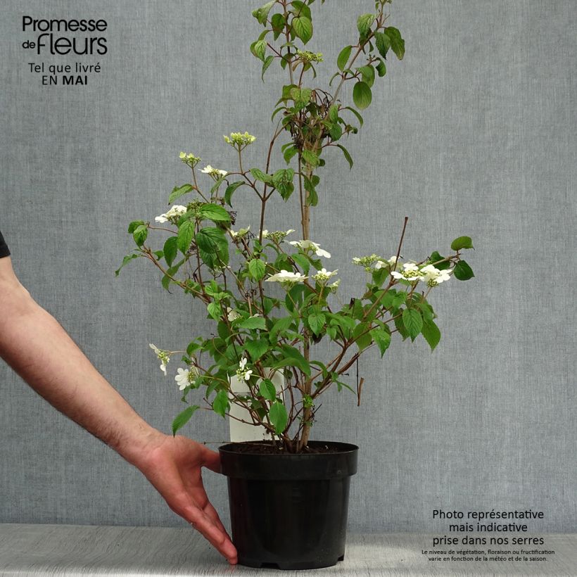 Viburnum plicatum Watanabe 3L/4L potShipped height around 50/60cm sample as delivered in spring