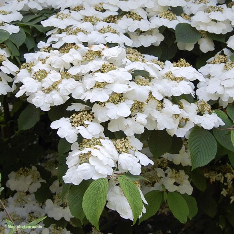 Viburnum plicatum Lanarth (Flowering)