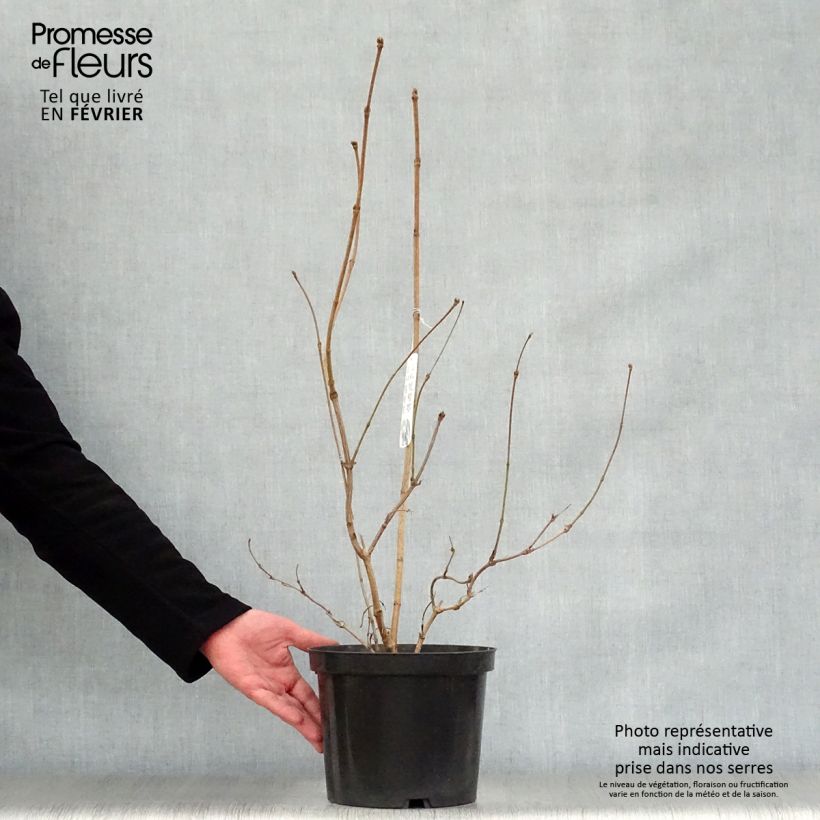 Viburnum sargentii Onondaga - Viorne en pot de 2L/3L sample as delivered in winter