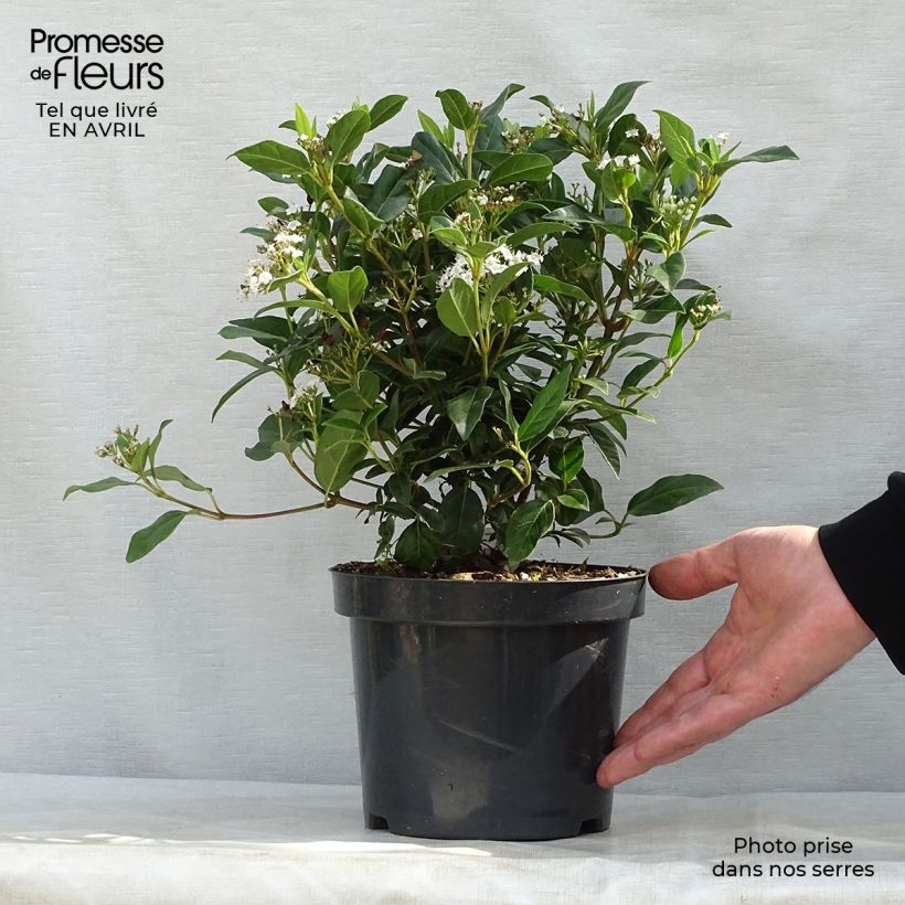 Viburnum tinus Eve Price - Laurier tin Pot de 2L/3LHauteur livrée env. 15/20cm sample as delivered in spring