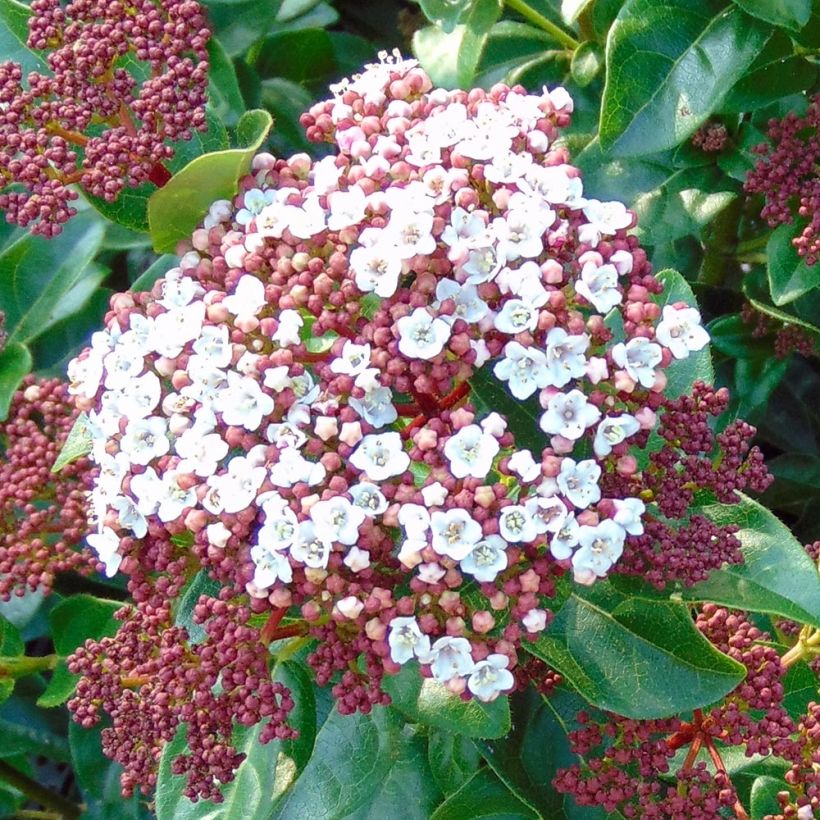 Viburnum tinus Gwenllian (Flowering)