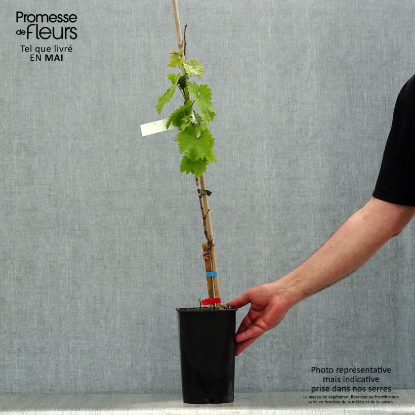 Alphonse Lavallée Vine - Vitis vinifera 1.5L/2L potShipped height around 60/70cm sample as delivered in spring