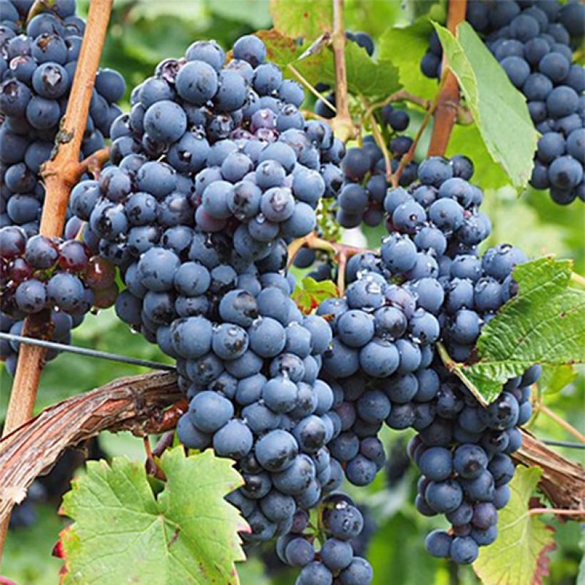 Vitis vinifera Ampelia Aladin - Grape vine (Harvest)