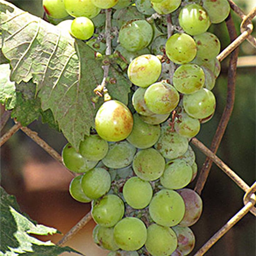 Vitis vinifera Ampelia Amandin - Grape vine (Harvest)