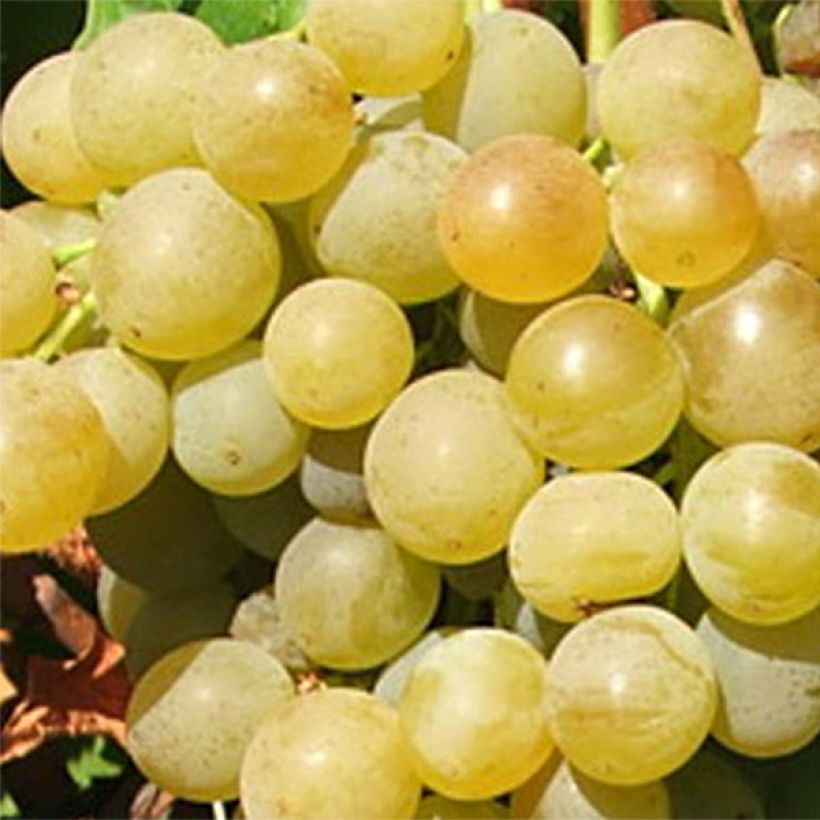 Vitis vinifera Ampelia Candin - Grape vine (Harvest)