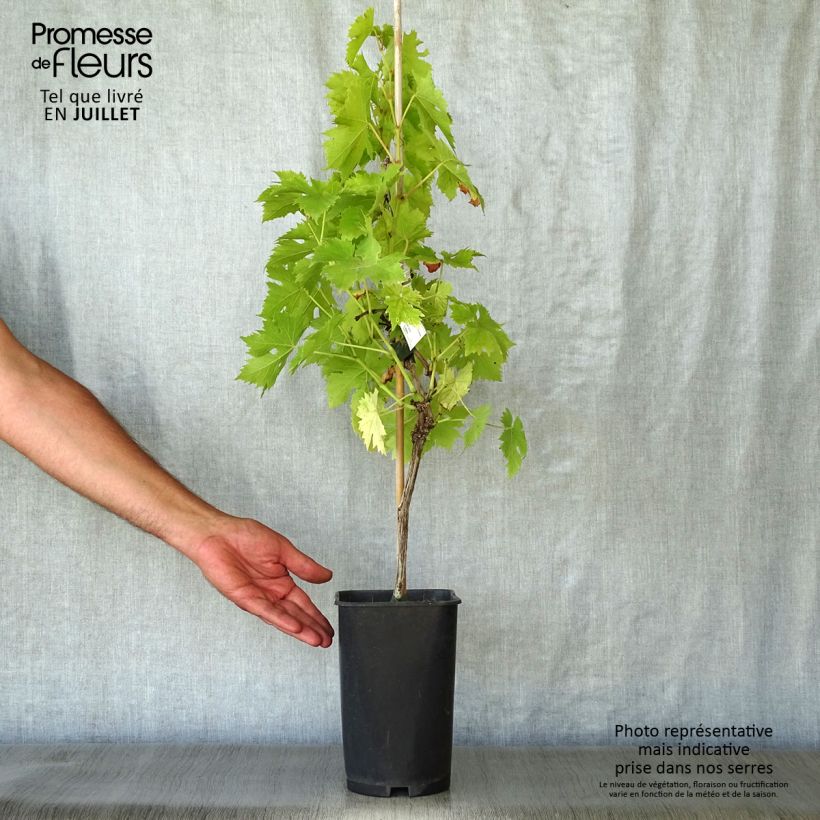 Vitis vinifera Ampelia Candin - Grape vine 1.5L/2L pot sample as delivered in summer