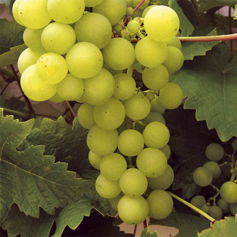 Vitis vinifera Ampelia Perdin - Grape vine (Harvest)