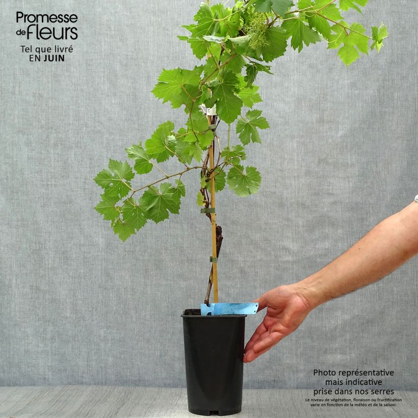 Vitis vinifera Ampelia Perdin - Grape vine 1.5L/2L pot sample as delivered in summer