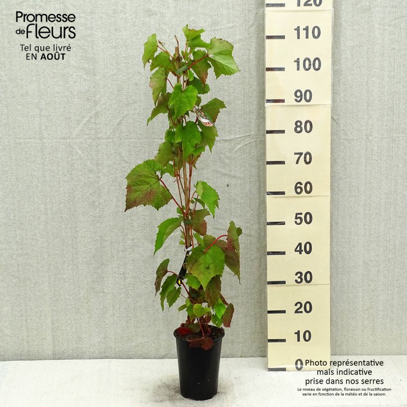 Vitis amurensis Amurensis 3L/4L potShipped height around 60/100cm sample as delivered in summer