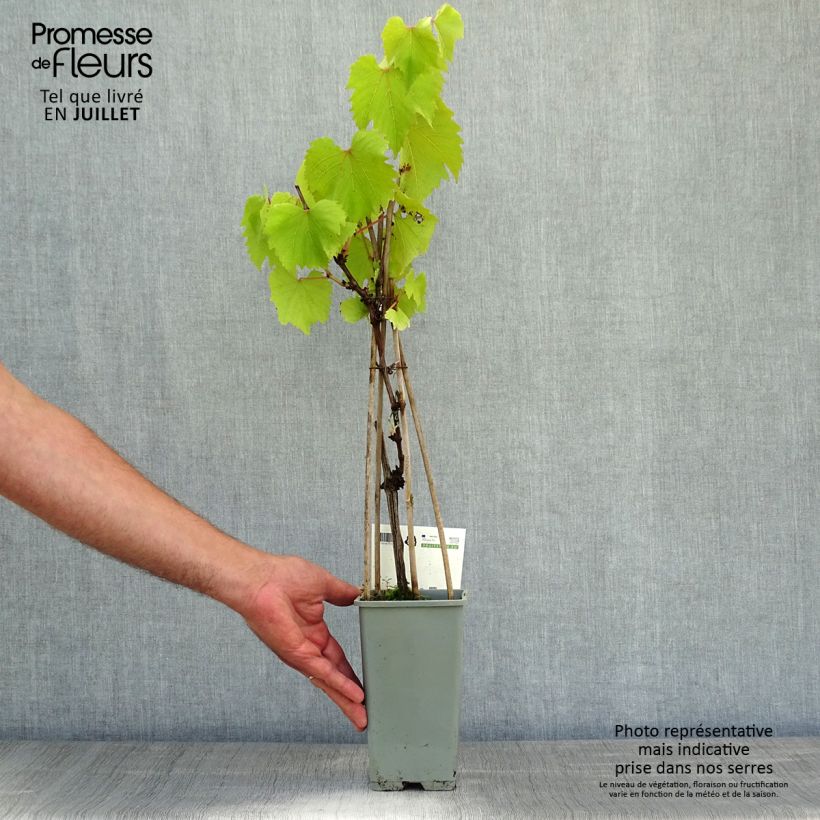 Vitis vinifera Boskoop Glory - Grape vine 1.5L/2L pot sample as delivered in summer